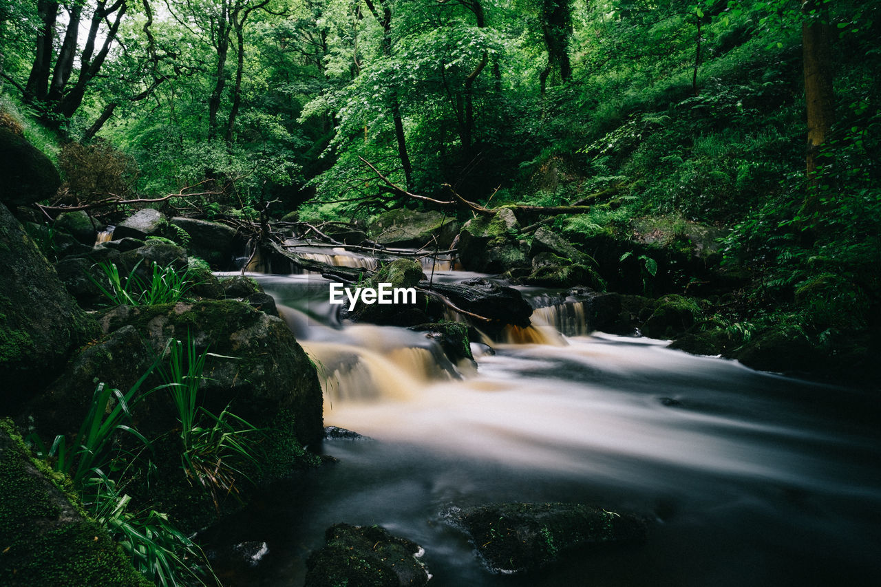 RIVER FLOWING THROUGH FOREST