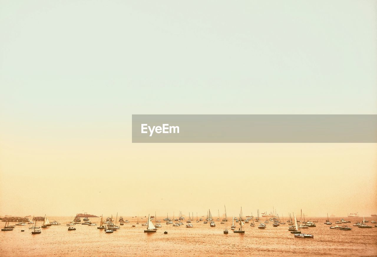 FLOCK OF BIRDS ON SHORE AGAINST CLEAR SKY