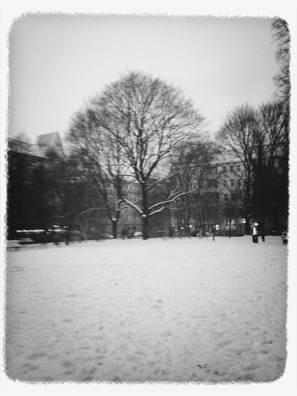 BARE TREES ON SNOW COVERED LANDSCAPE