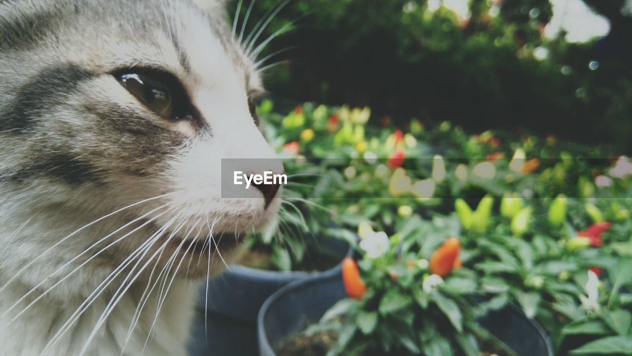 CLOSE-UP OF CAT ON WINDOW