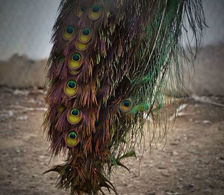 CLOSE-UP OF PEACOCK