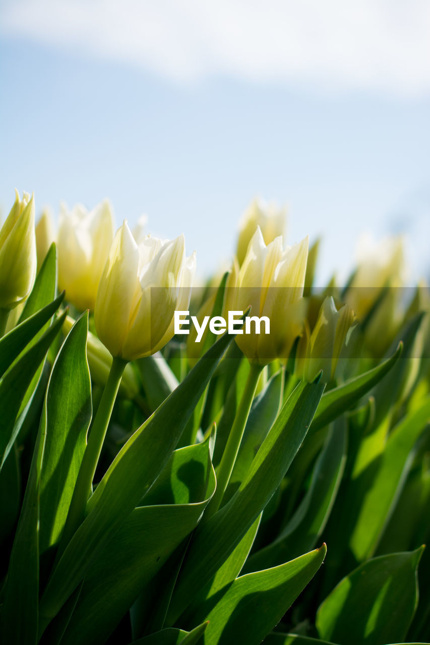 Close-up of yellow flowering plant on field