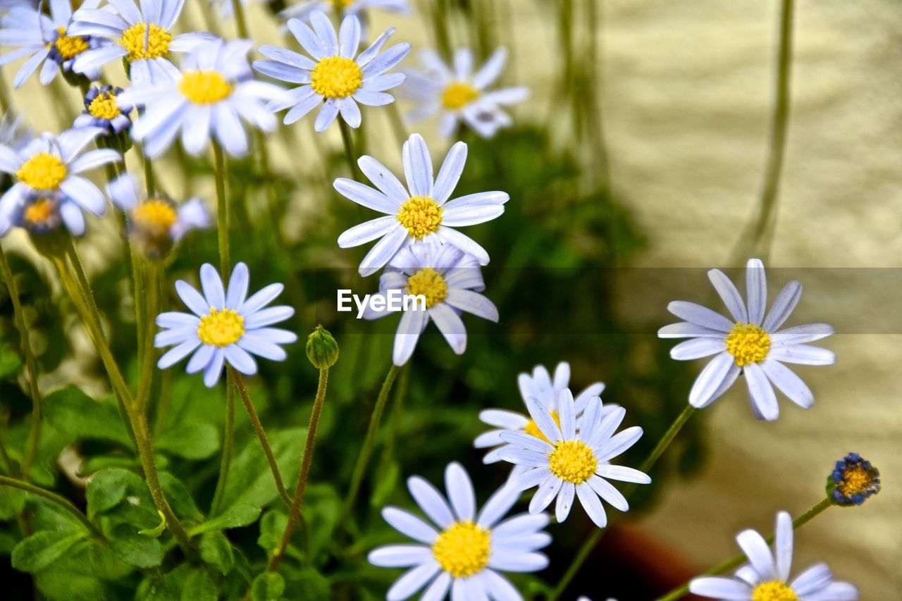 Close-up of white flowering plants