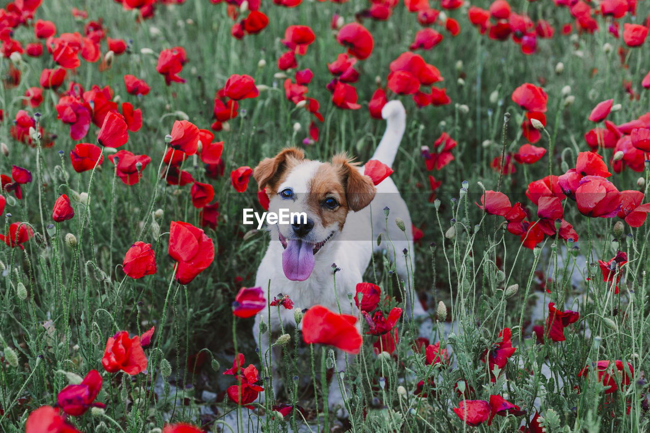 High angle portrait of dog standing amidst flowers in park