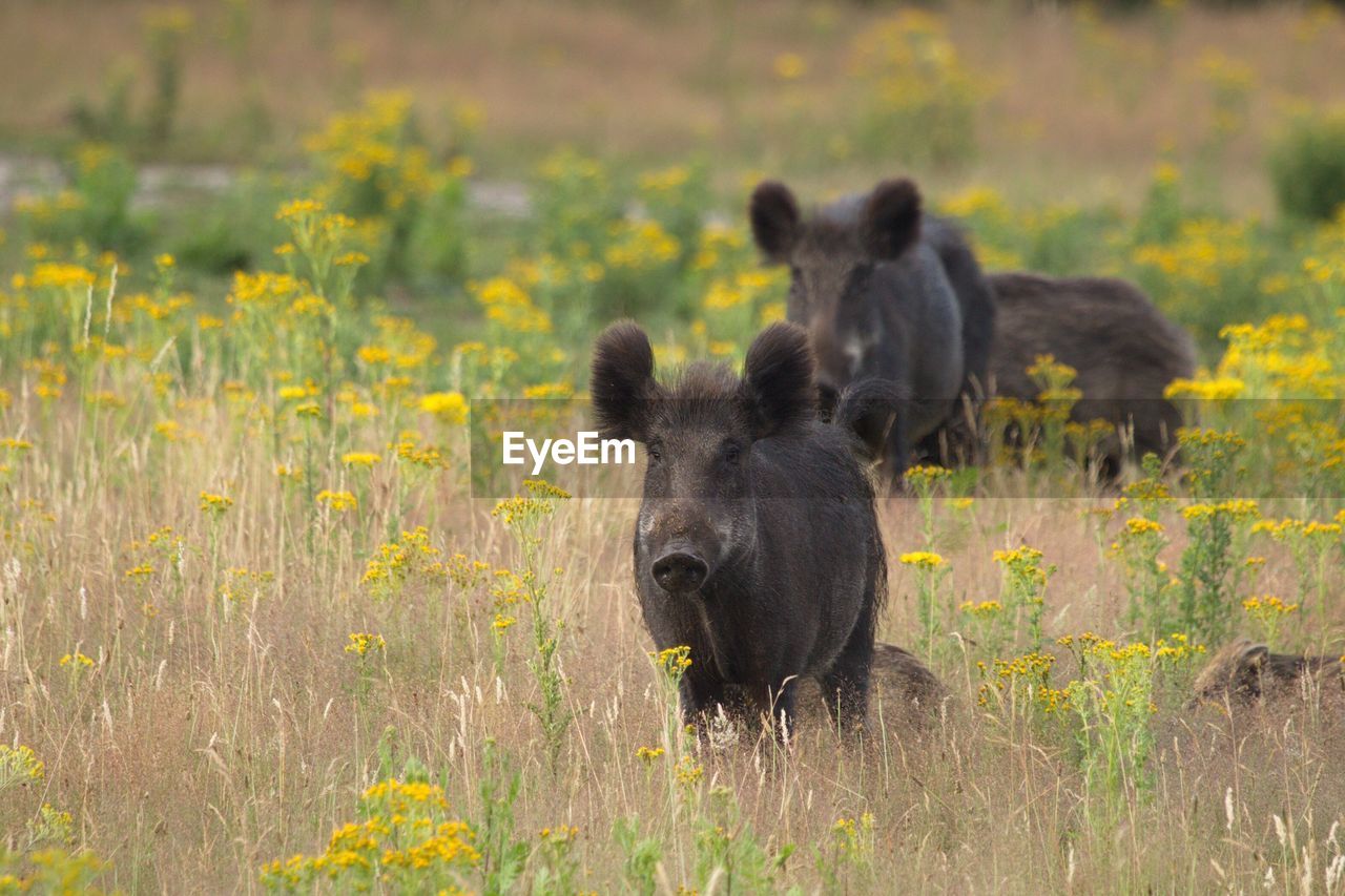 Wild boars on grassy field