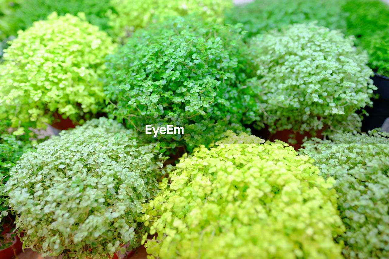 FULL FRAME SHOT OF VEGETABLES