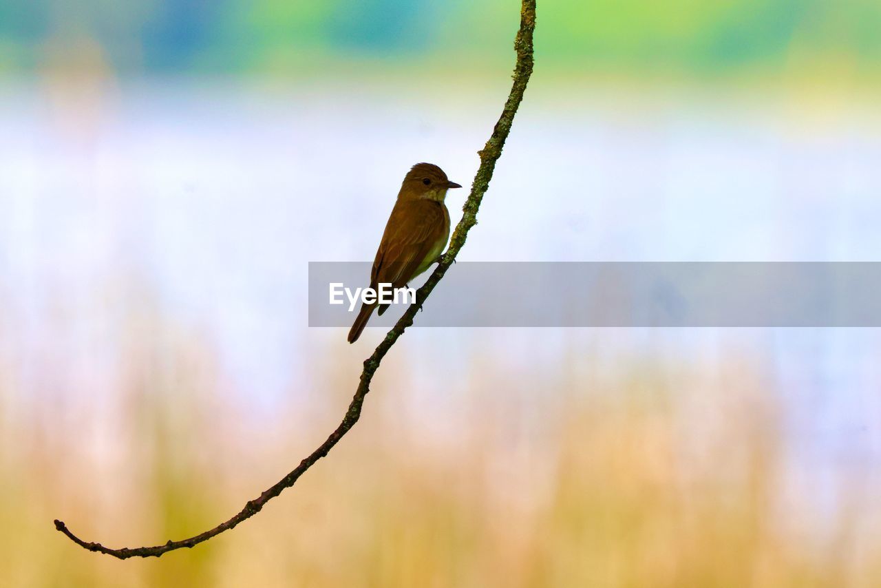 Close-up of redtail  bird perching on branch