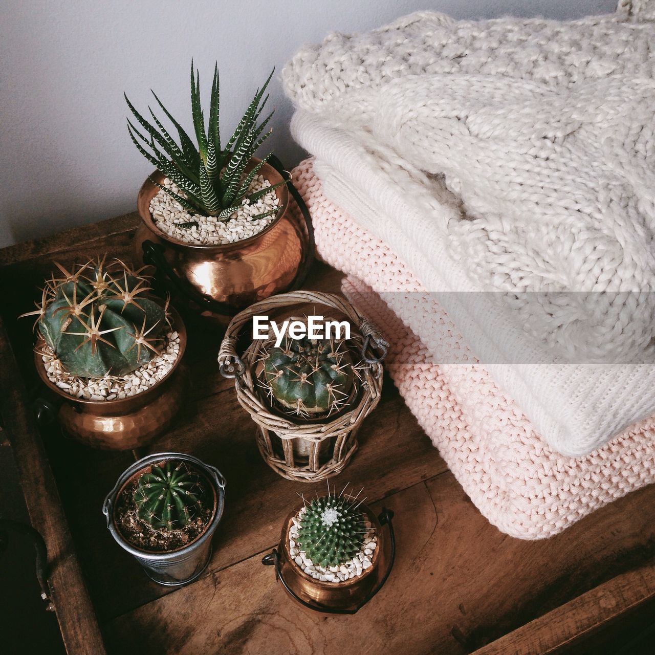 High angle view of cactus plants on table at home