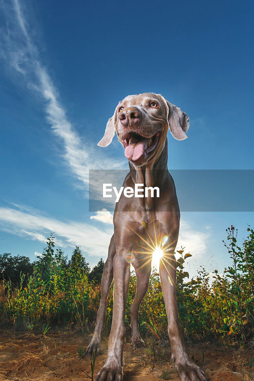 LOW ANGLE VIEW OF DOG AGAINST TREES