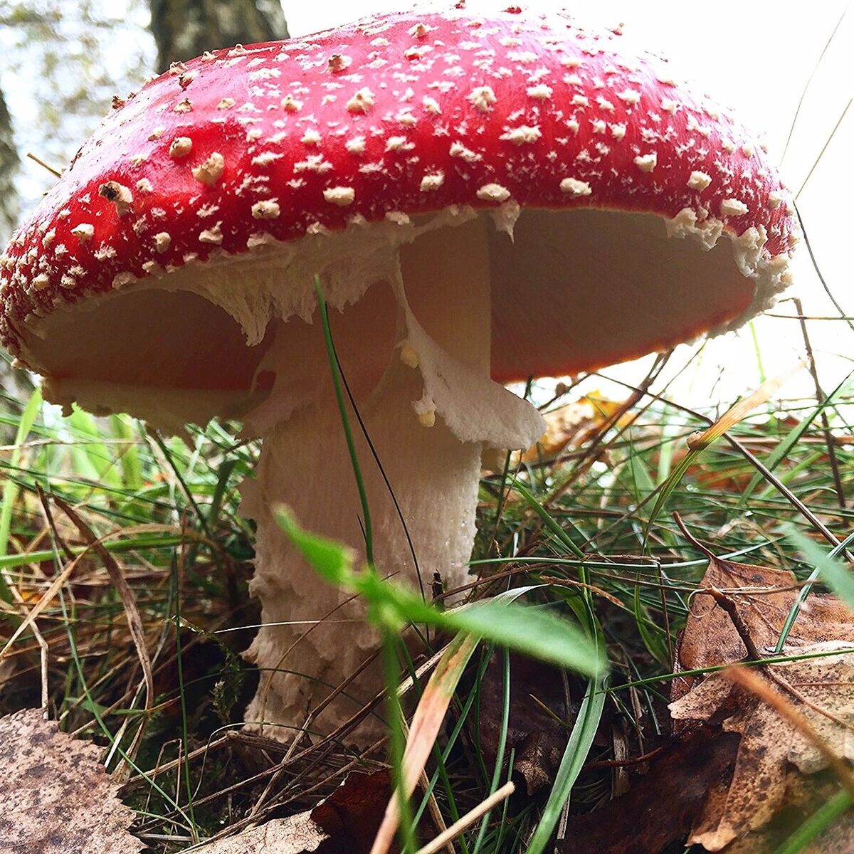 Close-up of fly agaric mushroom