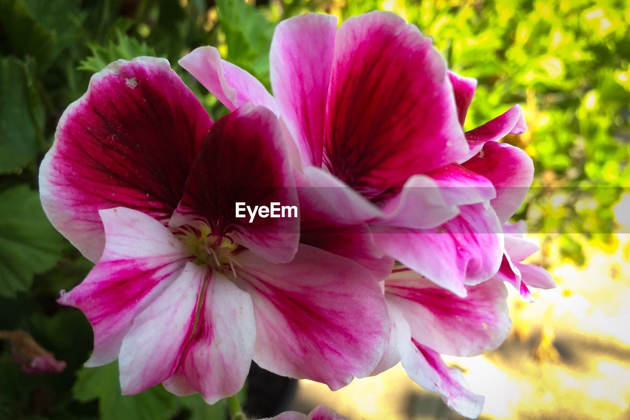 CLOSE-UP OF PINK FLOWER BLOOMING OUTDOORS