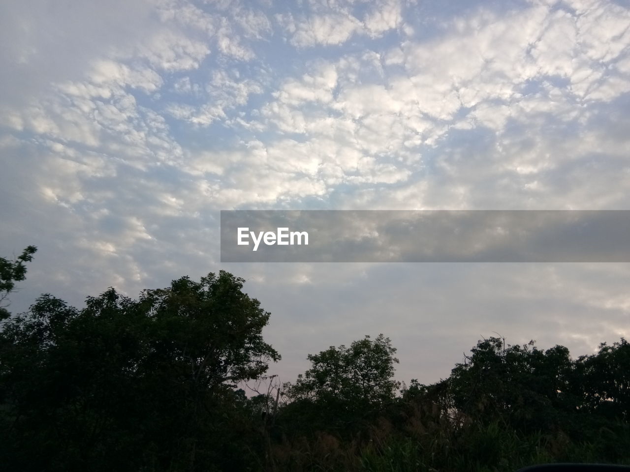 LOW ANGLE VIEW OF TREES AGAINST SKY