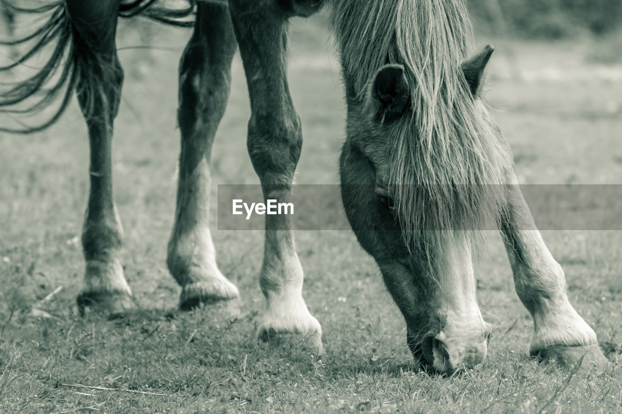 Close-up of horse grazing on field