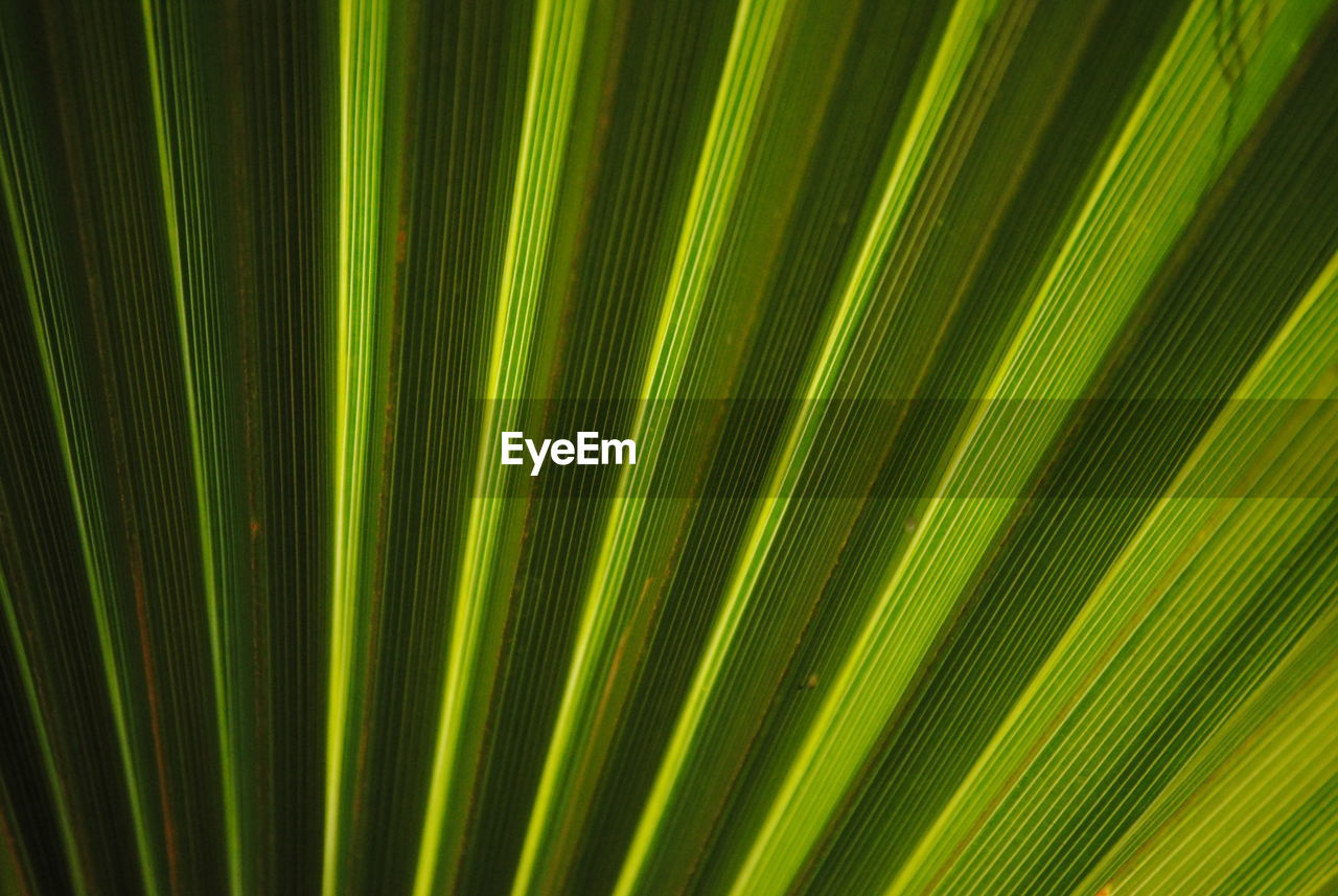 Full frame shot of palm leaf