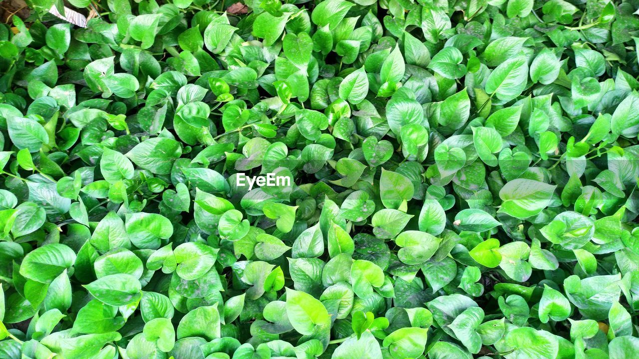Full frame shot of green leaves