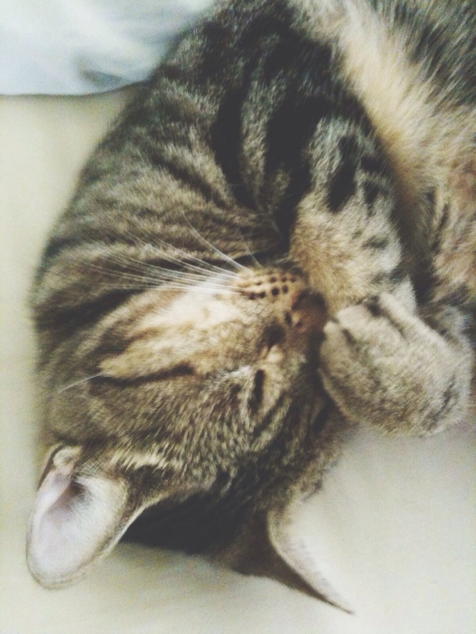 Portrait of sleeping cat