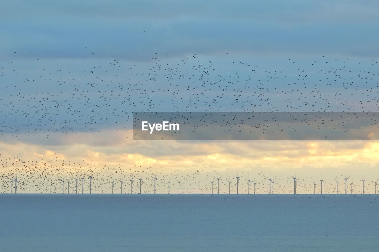 FLOCK OF BIRDS FLYING OVER SEA DURING SUNSET