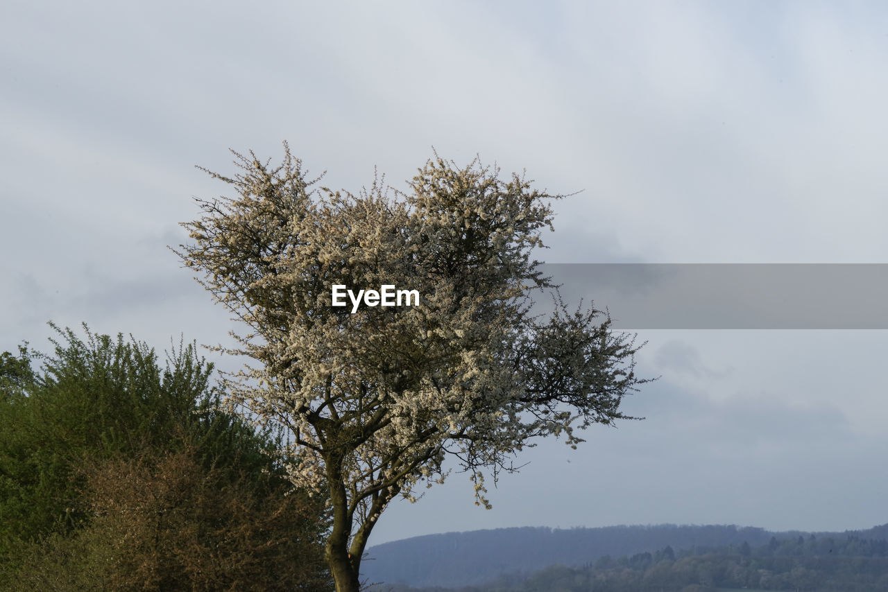 CLOSE-UP OF TREE AGAINST SKY