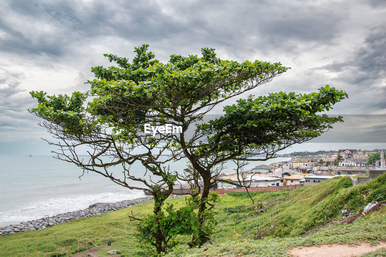plant, tree, cloud, sky, land, water, nature, sea, environment, beauty in nature, landscape, beach, coast, scenics - nature, no people, outdoors, travel destinations, travel, flower, day, architecture, tourism, green, hill, tranquility, rural area, coastline, grass, building