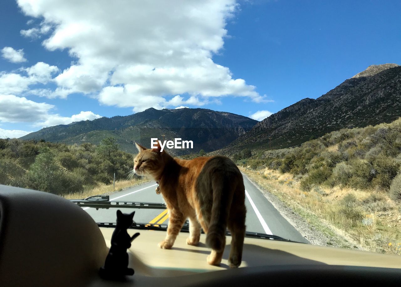 HORSE ON ROAD AGAINST SKY