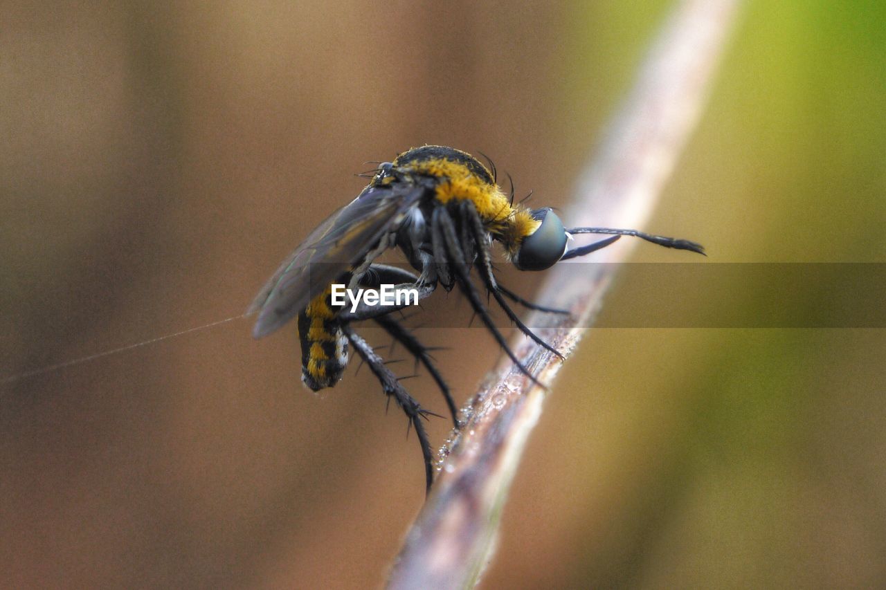 CLOSE-UP OF HOUSEFLY