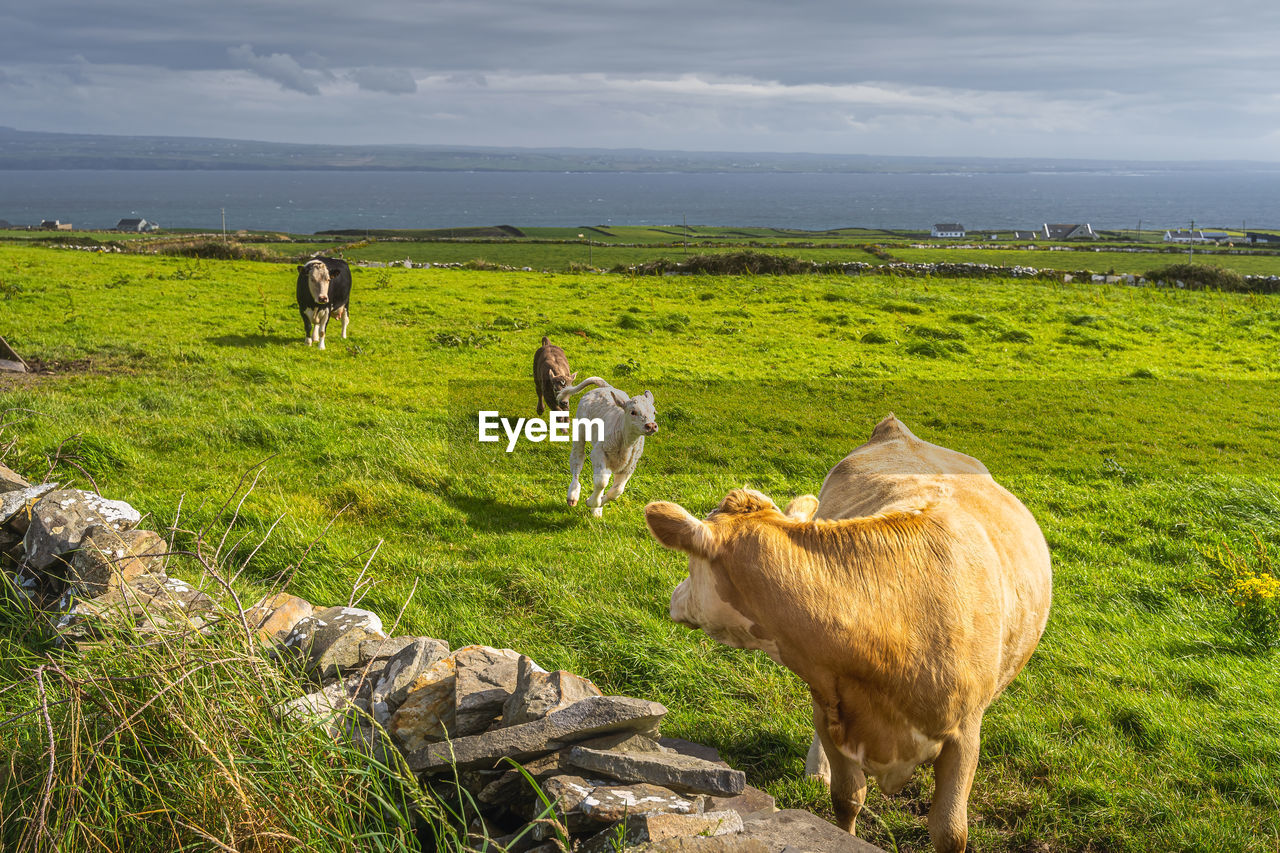 Heifer looking on her two young calves running happily around, cliffs of moher, ireland