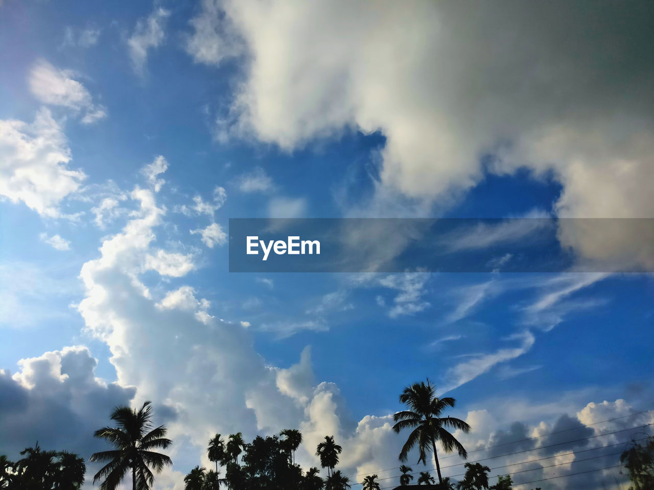 LOW ANGLE VIEW OF TREES AGAINST SKY