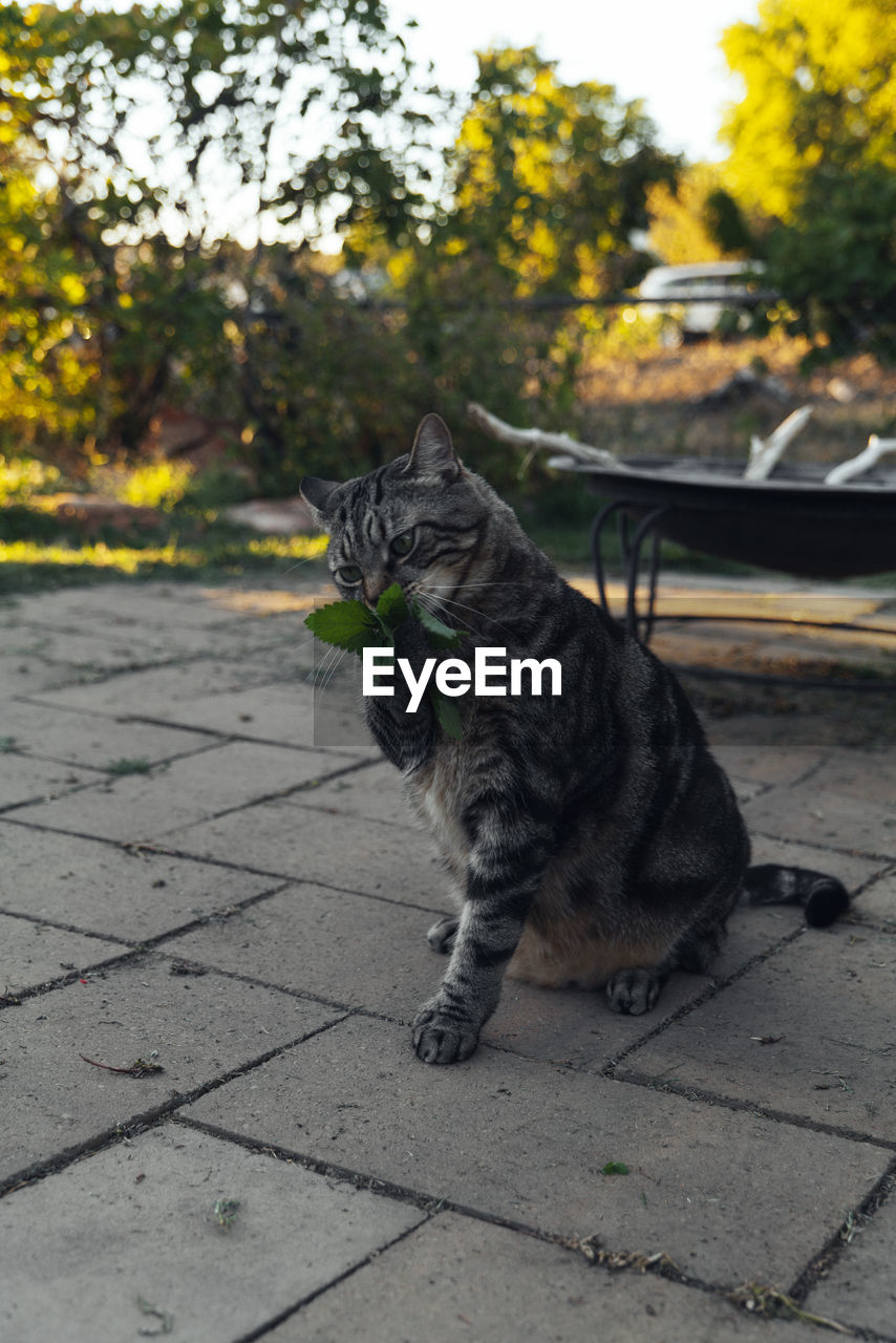 The cat sniffs and licks catnip in the backyard