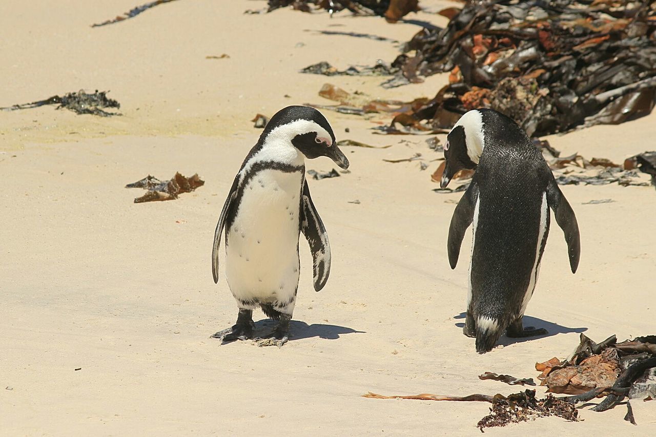 HIGH ANGLE VIEW OF PENGUINS ON BEACH