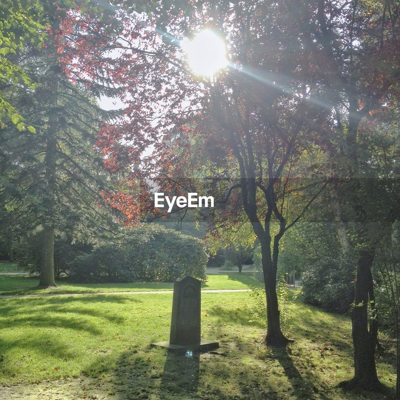 Trees growing in park on sunny day