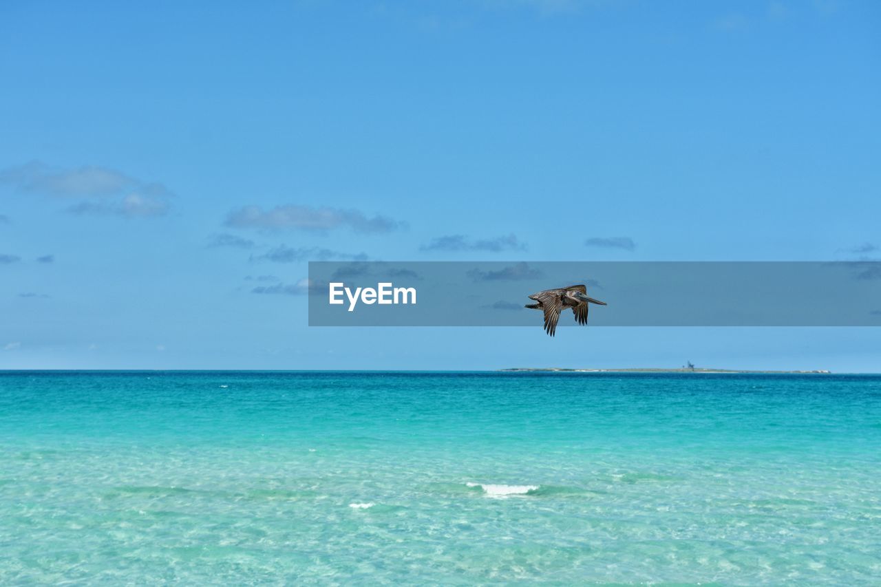 Pelican flying over sea against blue sky