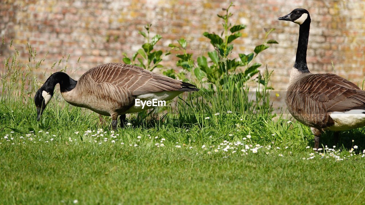 Mallard duck on field