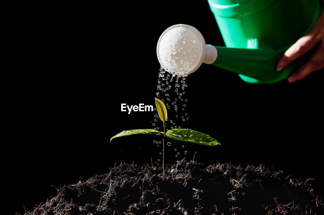 Close-up of hand watering plant against black background