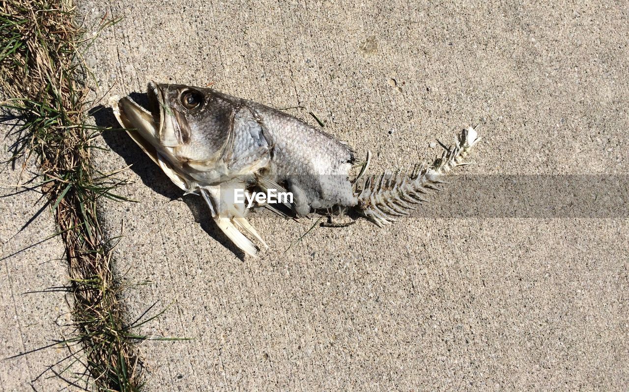 HIGH ANGLE VIEW OF FISHES ON SAND