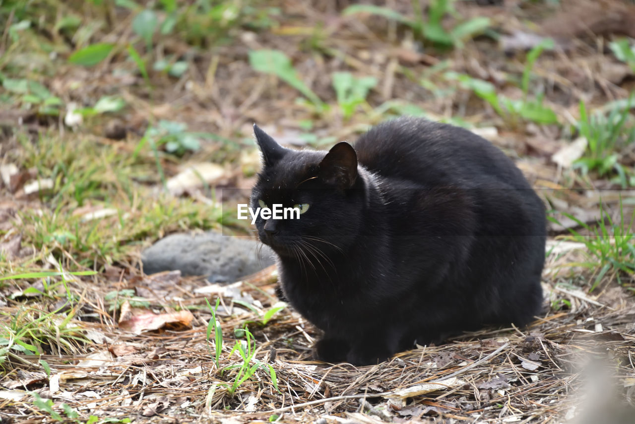 BLACK CAT LOOKING AWAY ON FIELD