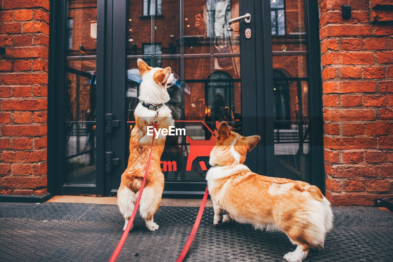 Two funny corgi dog waiting for owner at the door.