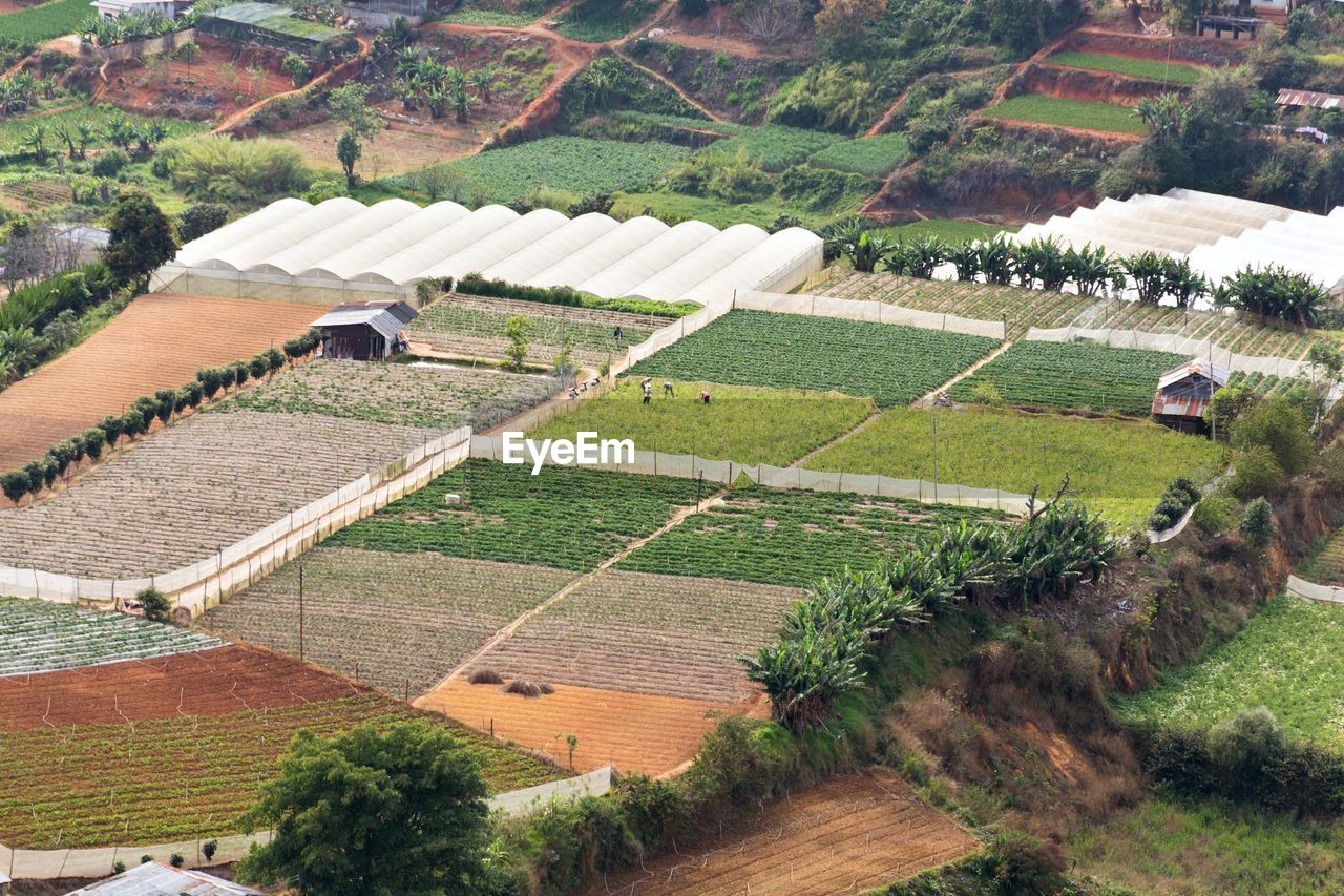 high angle view of plants growing on field