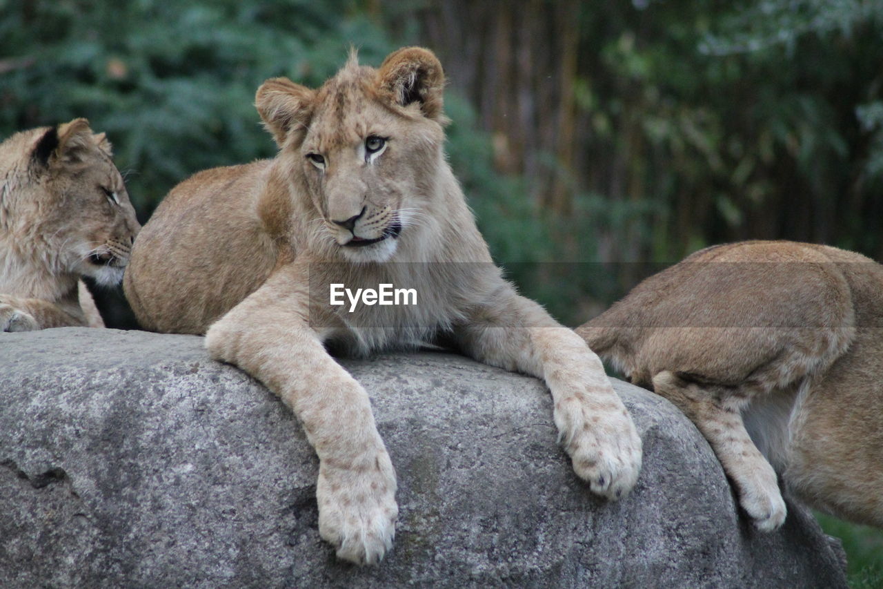 View of young lion relaxing on rock