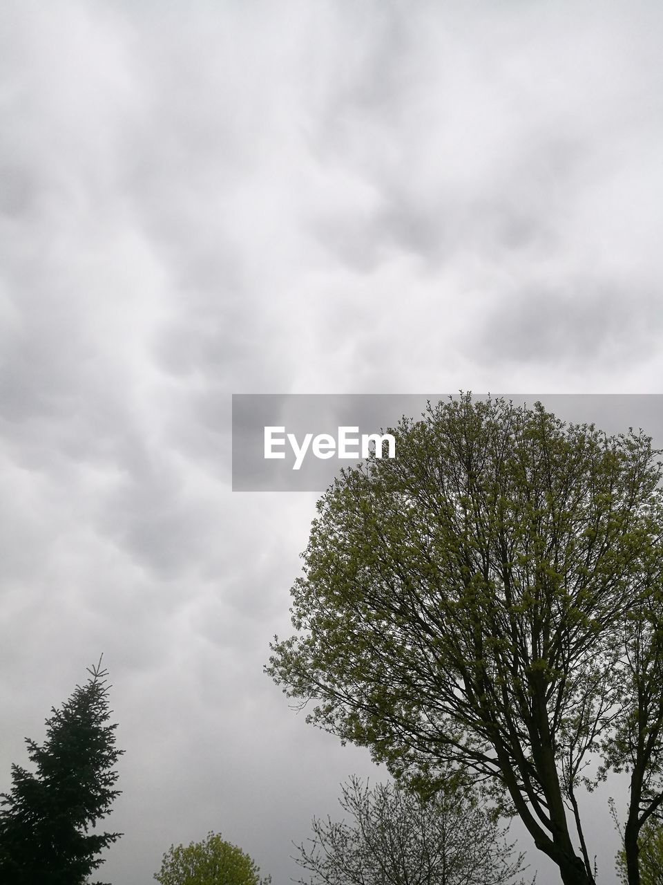 LOW ANGLE VIEW OF TREES AGAINST CLOUDY SKY