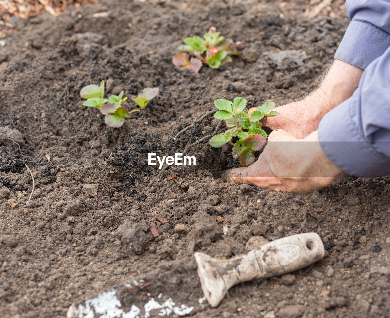 High angle view of cropped man digging in soil for plantation