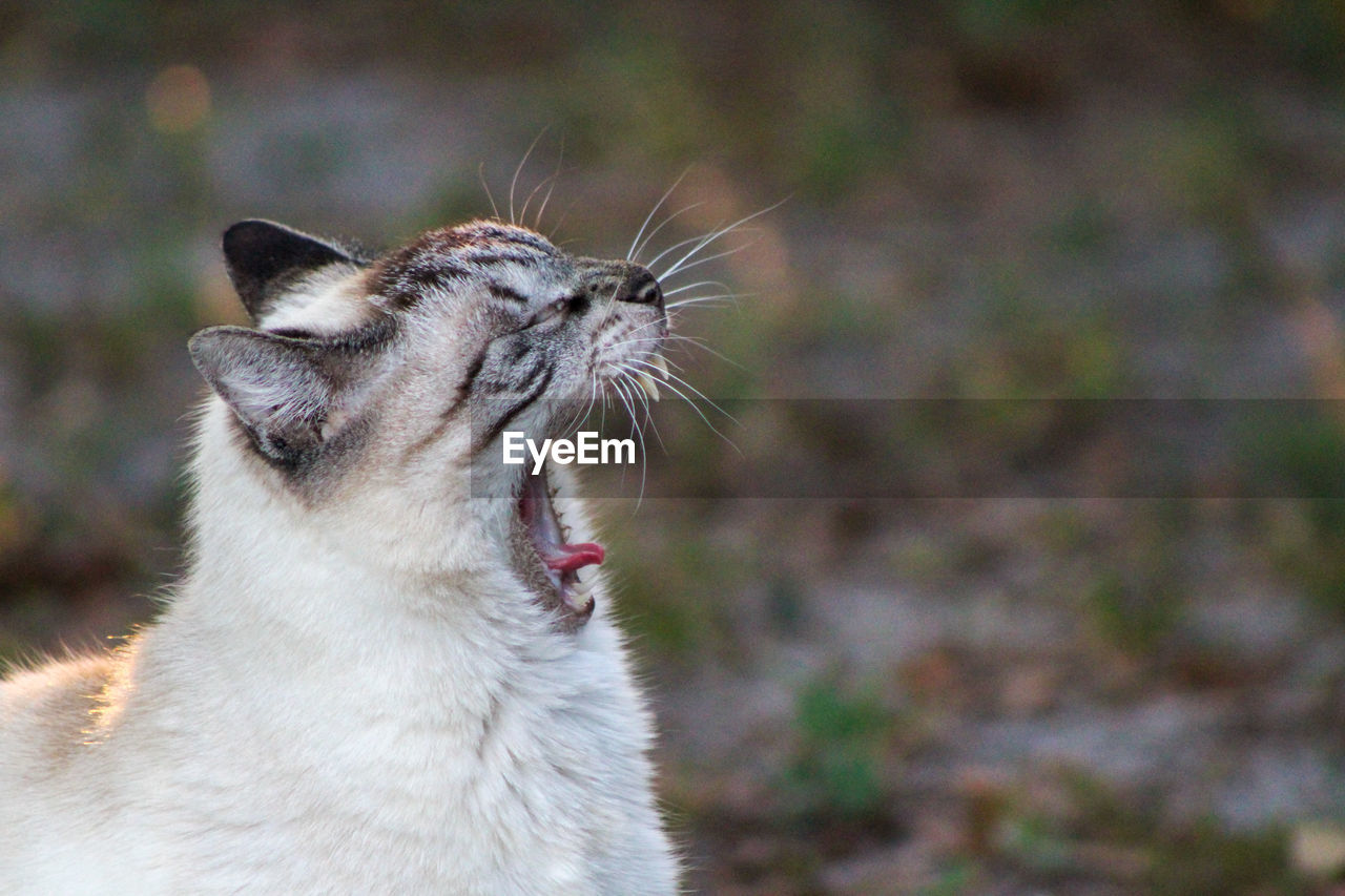Tabby siamese cat yawning while enjoying late afternoon sun