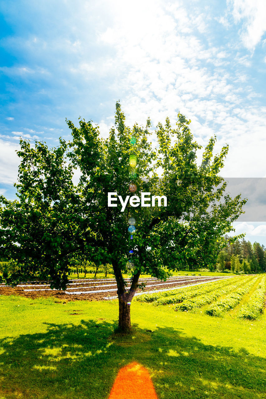 TREES ON GRASSY FIELD AGAINST CLOUDY SKY