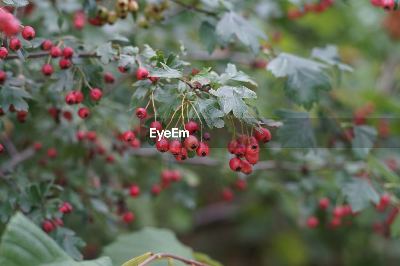 Close-up of red berries growing on tree