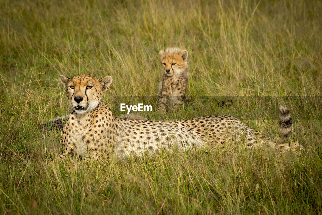 Female cheetah lies on grass with cub