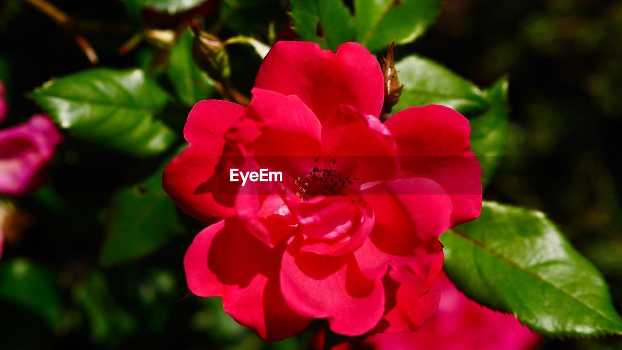 CLOSE-UP OF HONEY BEE ON PINK FLOWER