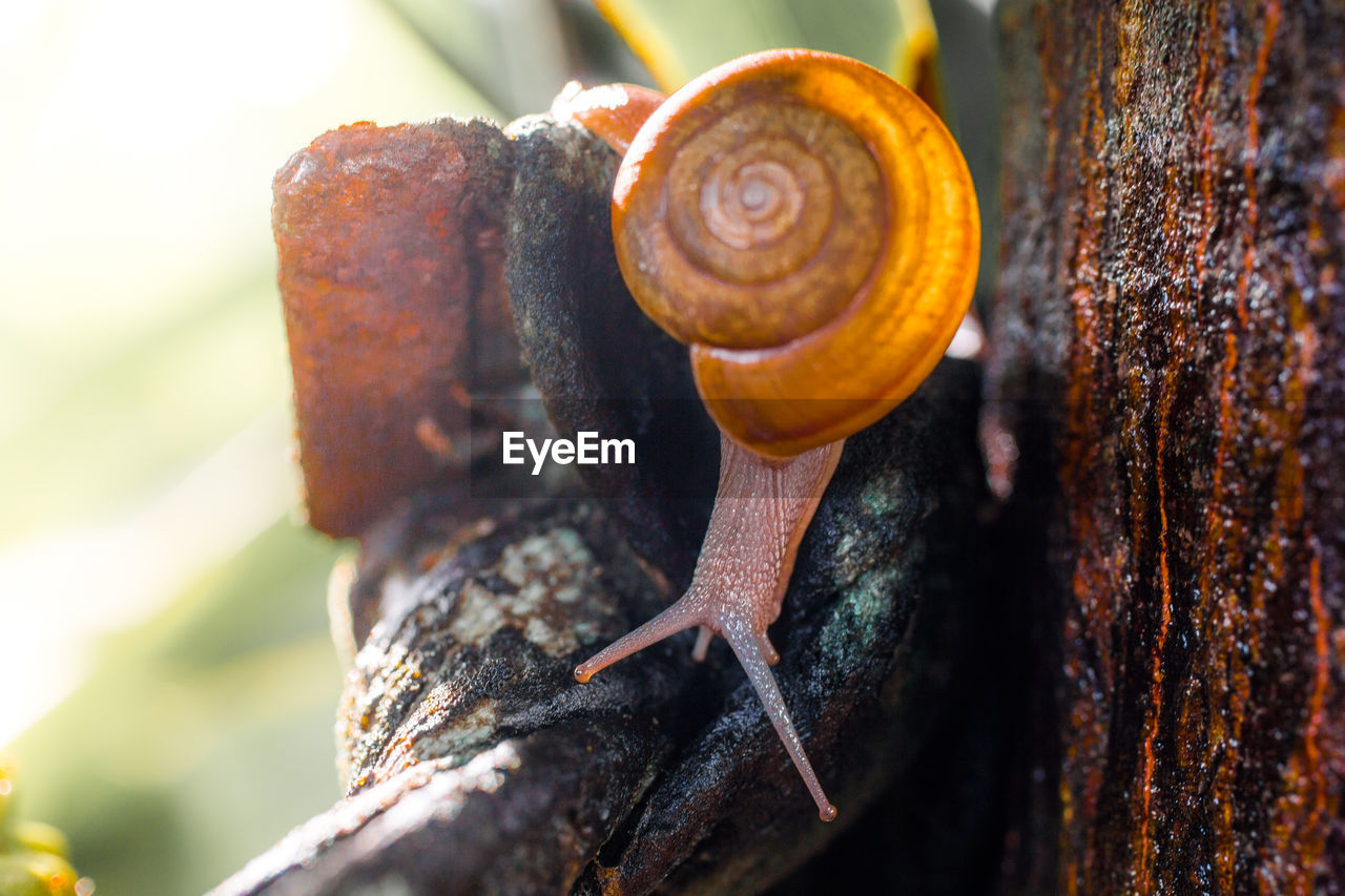 CLOSE-UP OF SNAIL IN TREE