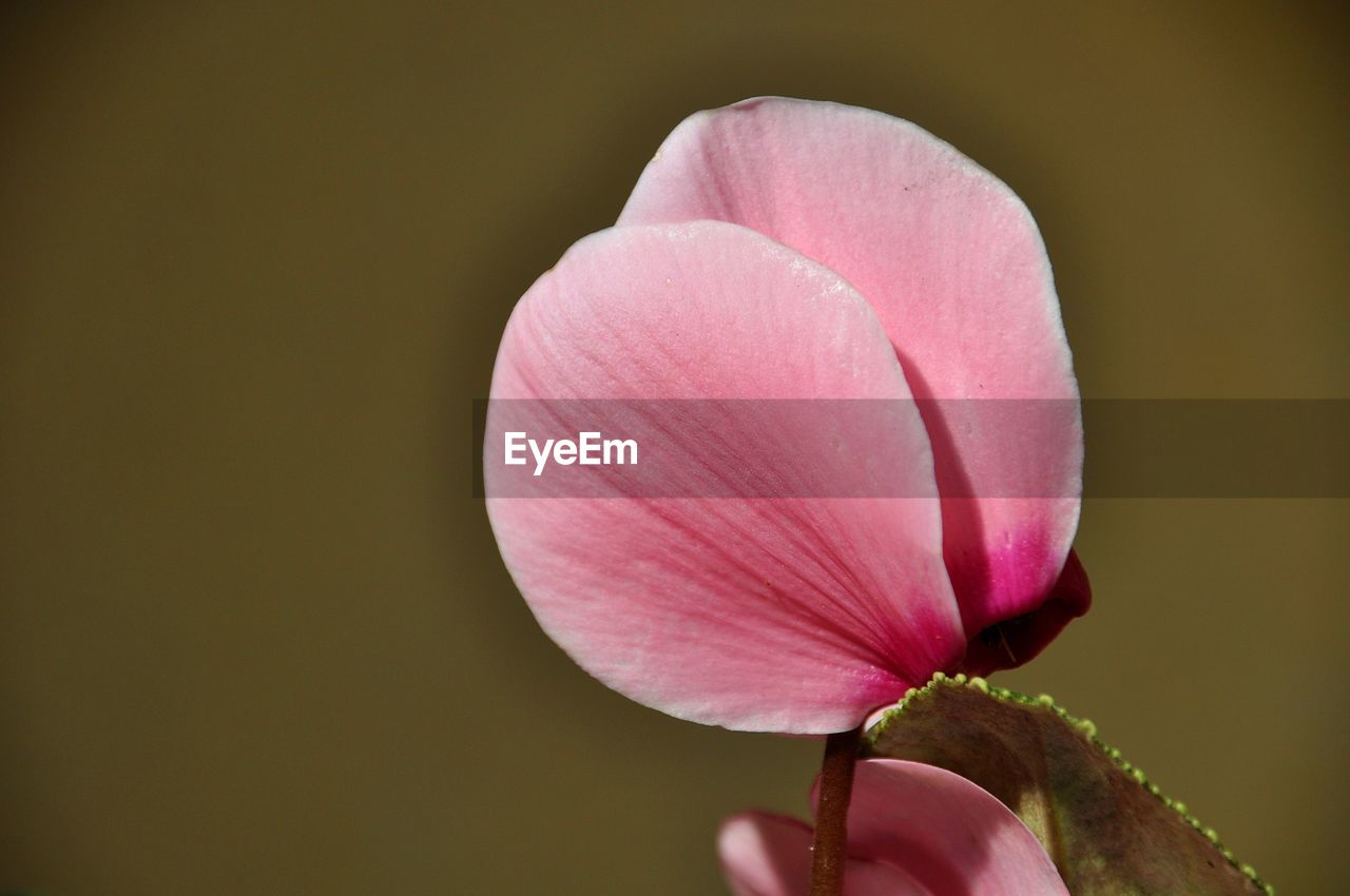 Close-up of pink flower