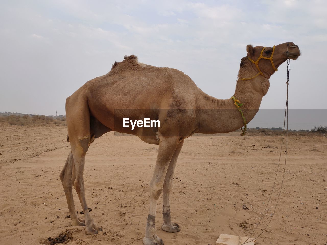 A beautiful camel safari photography