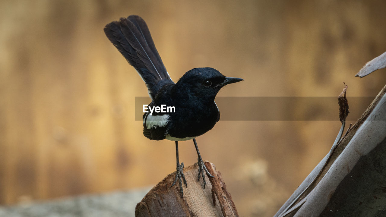 CLOSE-UP OF BLACK BIRD PERCHING ON WOOD