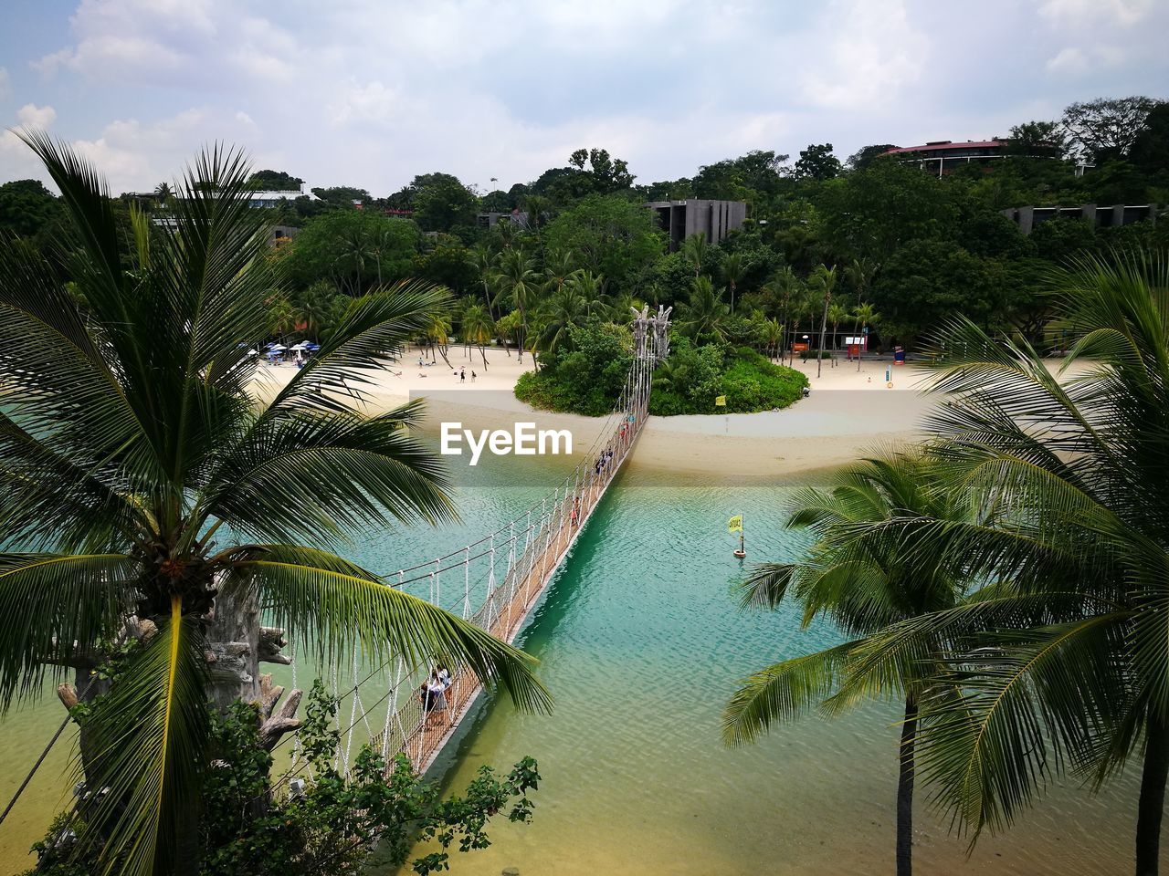PALM TREES BY WATER